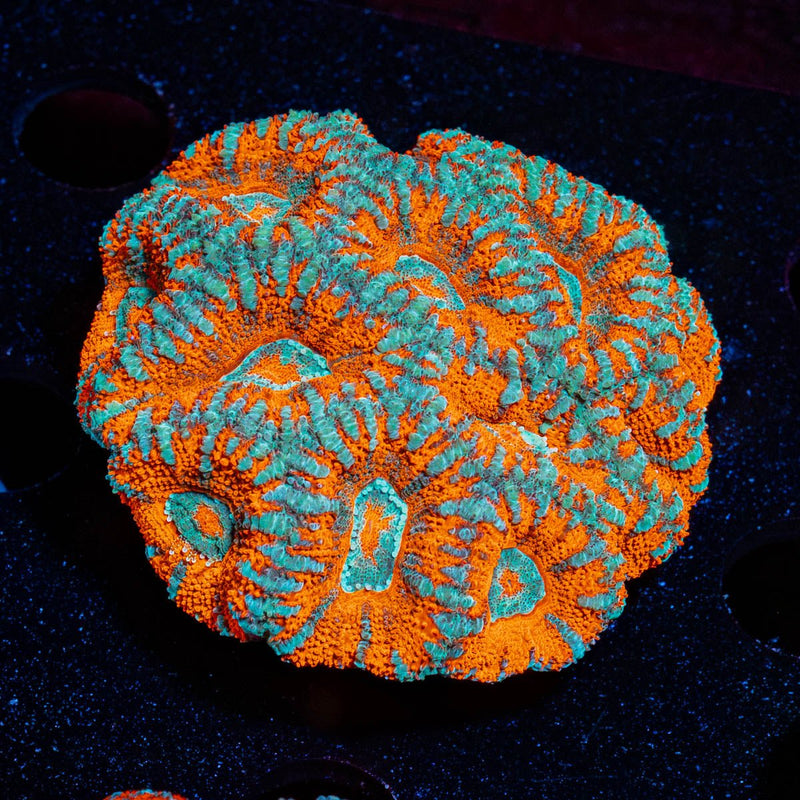 West Aussie Micromussa Mini Colony