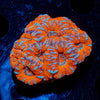 West Aussie Micromussa Mini Colony - riptide aquaculture llc