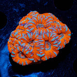 West Aussie Micromussa Mini Colony - riptide aquaculture llc
