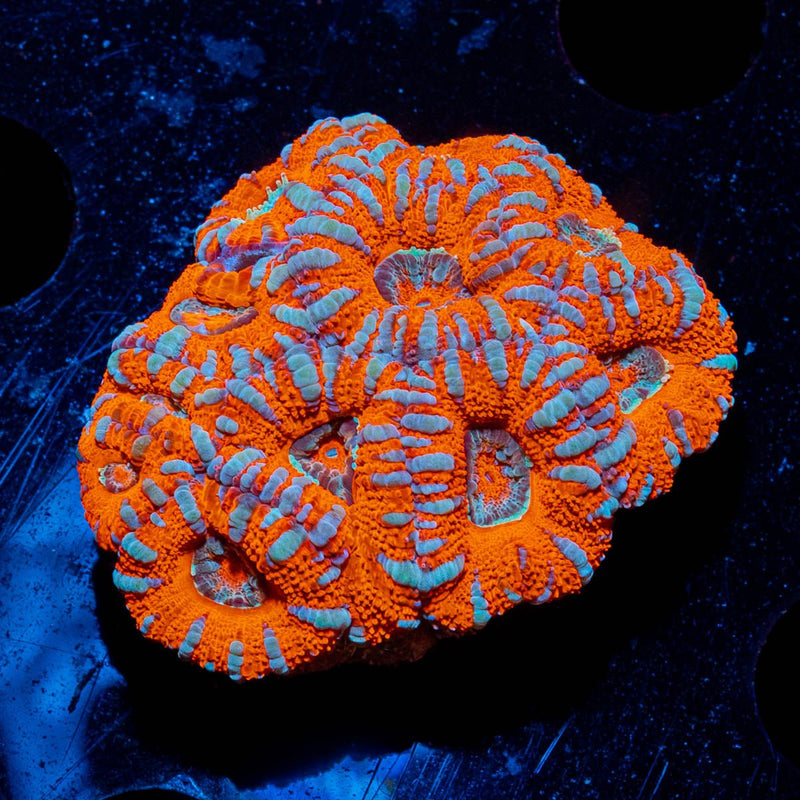 West Aussie Micromussa Mini Colony