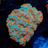 West Aussie Micromussa Mini Colony - riptide aquaculture llc