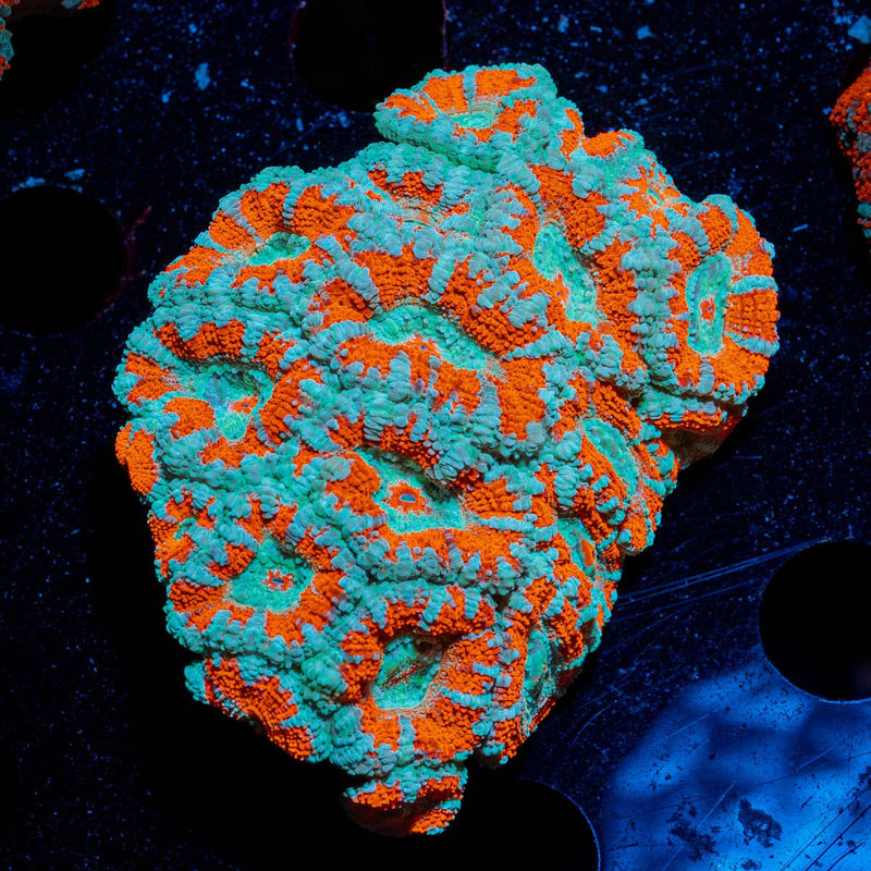West Aussie Micromussa Mini Colony