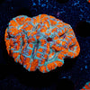West Aussie Micromussa Mini Colony - riptide aquaculture llc