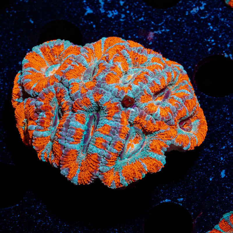West Aussie Micromussa Mini Colony