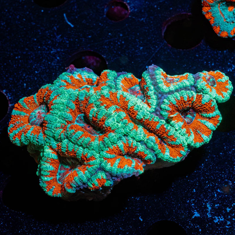 West Aussie Micromussa Mini Colony