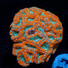 West Aussie Micromussa Mini Colony - riptide aquaculture llc