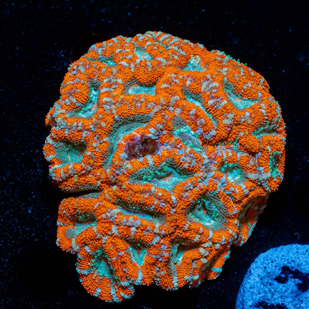 West Aussie Micromussa Mini Colony - riptide aquaculture llc