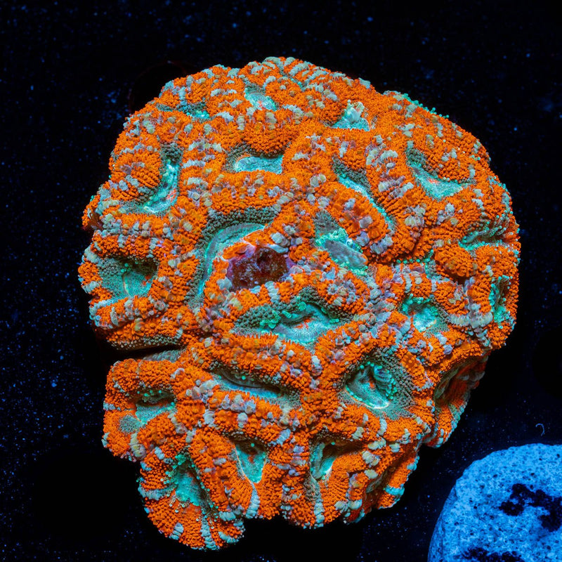 West Aussie Micromussa Mini Colony