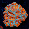 West Aussie Micromussa Mini Colony - riptide aquaculture llc