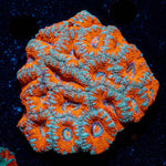 West Aussie Micromussa Mini Colony - riptide aquaculture llc