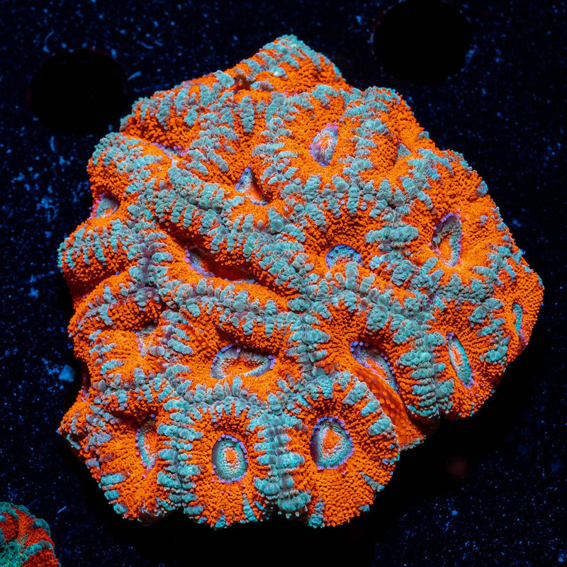 West Aussie Micromussa Mini Colony