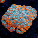 West Aussie Micromussa Mini Colony - riptide aquaculture llc