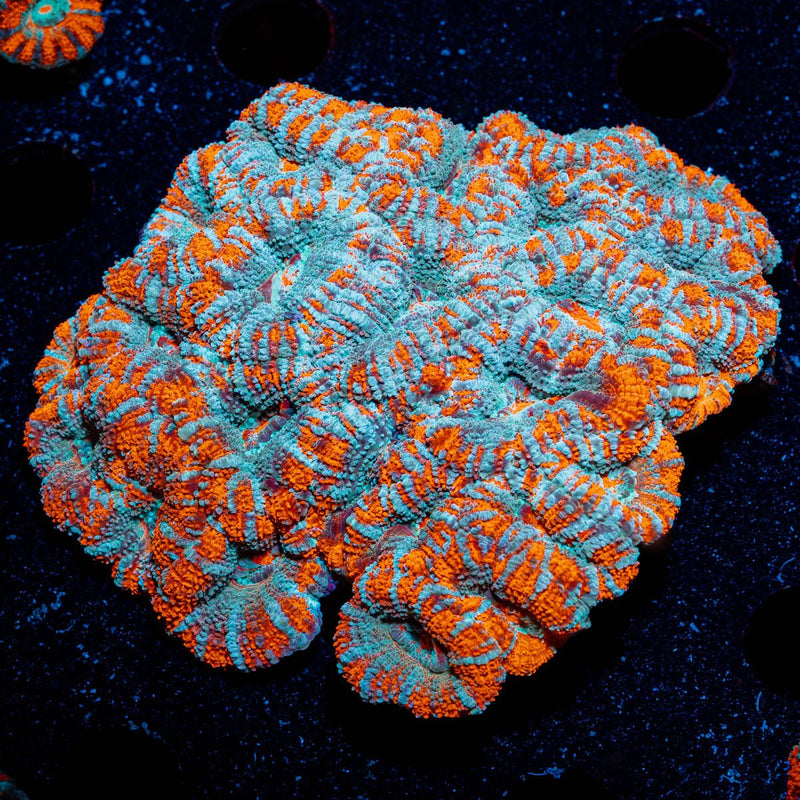 West Aussie Micromussa Mini Colony