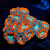 West Aussie Micromussa Mini Colony - riptide aquaculture llc