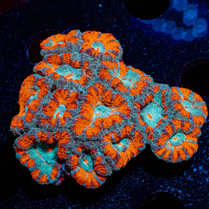 West Aussie Micromussa Mini Colony