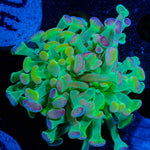Hologram Branching Hammer - riptide aquaculture llc
