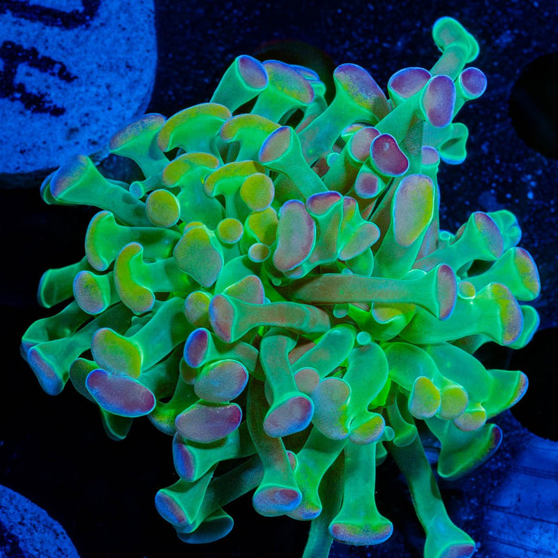 Hologram Branching Hammer