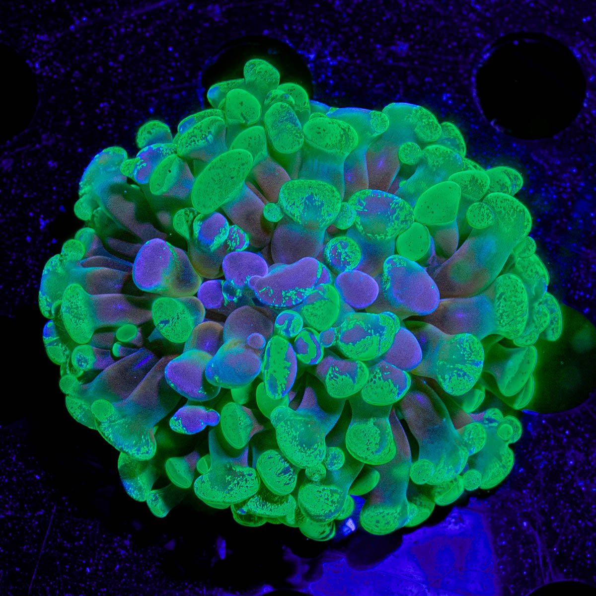 Sick & Twisted Hammer - riptide aquaculture llc
