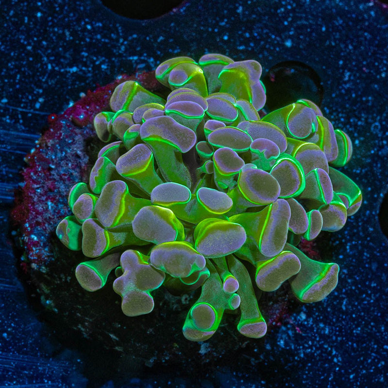 Hologram Branching Hammer