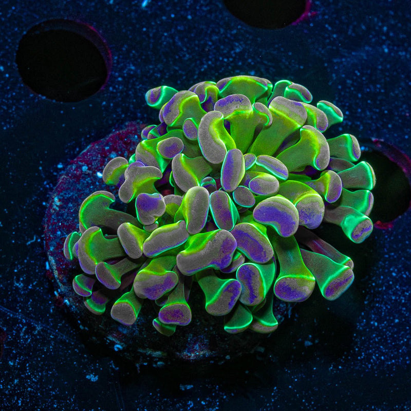 Hologram Branching Hammer