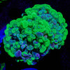 Sick & Twisted Branching Hammer - riptide aquaculture llc