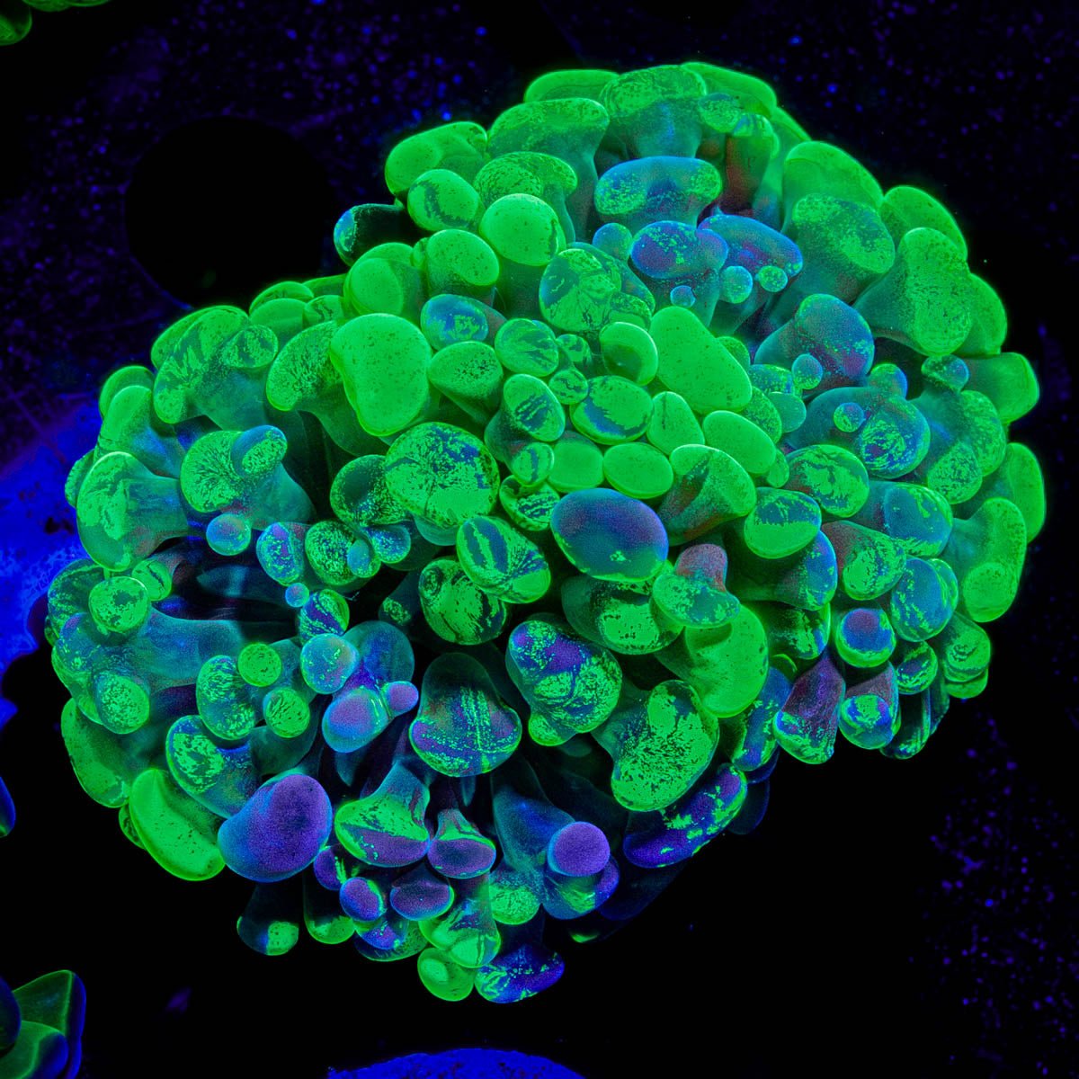 Sick & Twisted Branching Hammer - riptide aquaculture llc