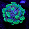 Sick & Twisted Branching Hammer - riptide aquaculture llc