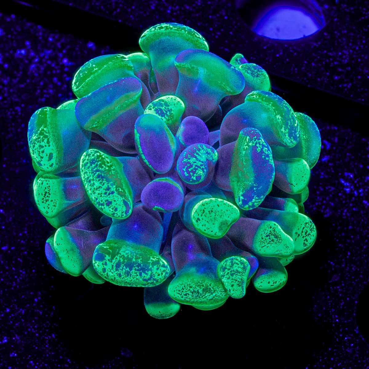 Sick & Twisted Branching Hammer - riptide aquaculture llc