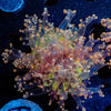 Peach Branching Frogspawn - riptide aquaculture llc