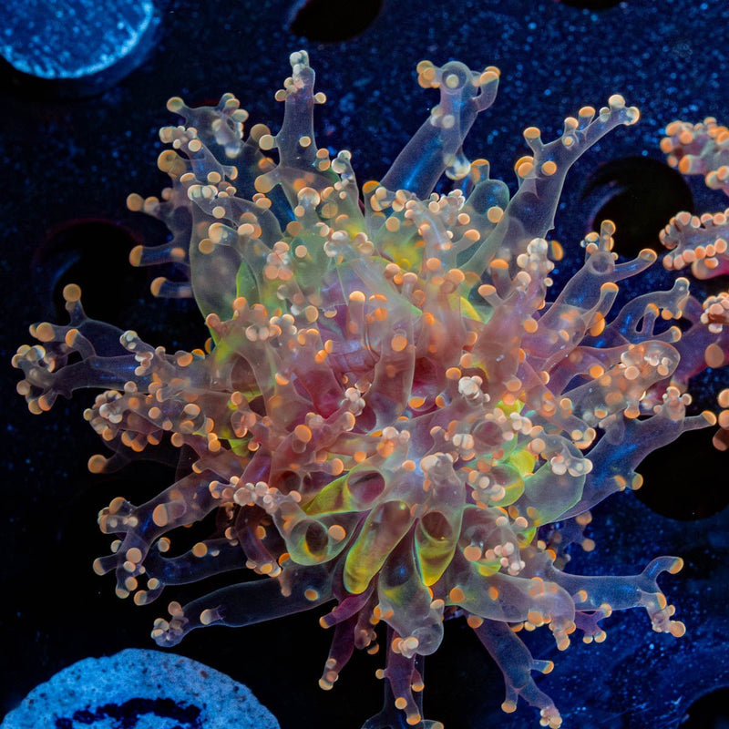 Peach Branching Frogspawn