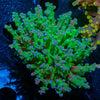 Green Branching Frogspawn - riptide aquaculture llc