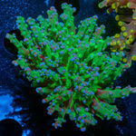 Green Branching Frogspawn - riptide aquaculture llc