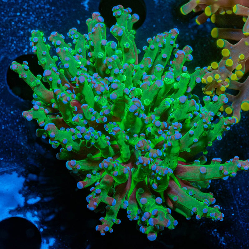 Green Branching Frogspawn