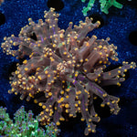 Peach Branching Frogspawn - riptide aquaculture llc