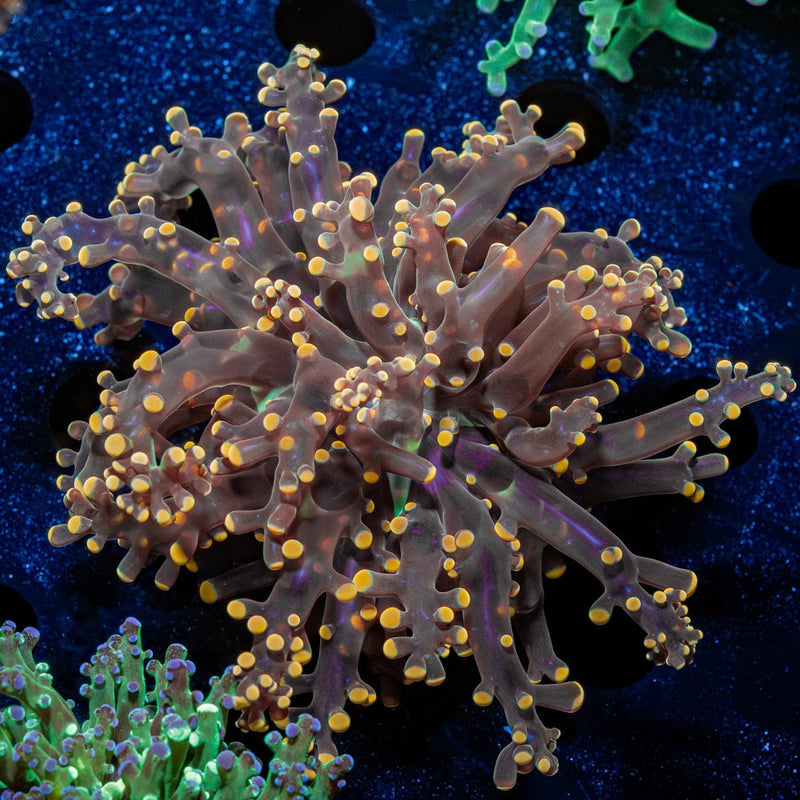 Peach Branching Frogspawn