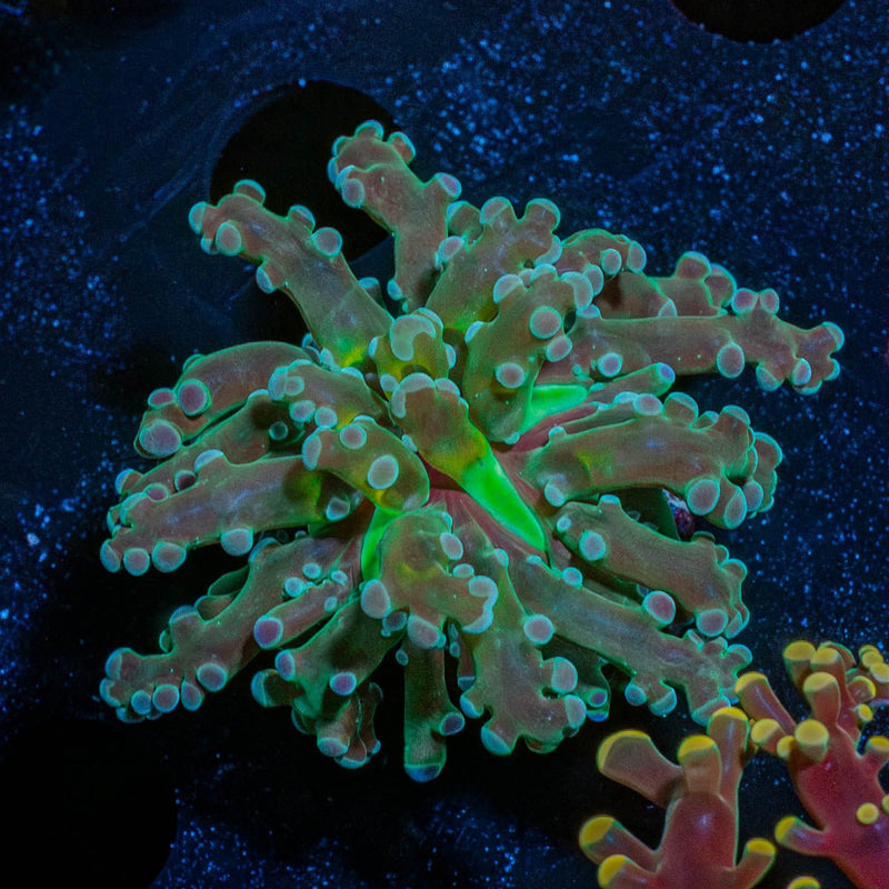 Green Branching Frogspawn