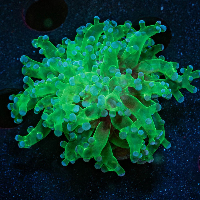 Green Branching Frogspawn