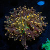 Peach Branching Frogspawn - riptide aquaculture llc
