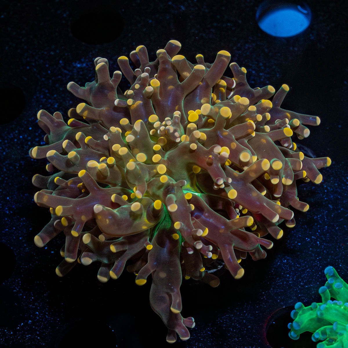 Peach Branching Frogspawn - riptide aquaculture llc