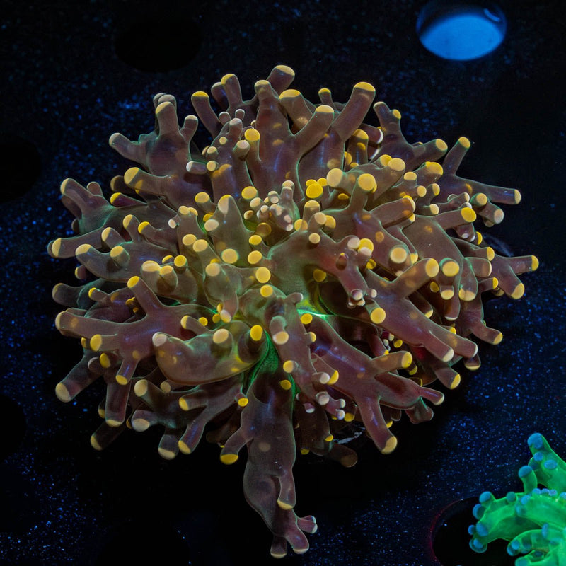 Peach Branching Frogspawn