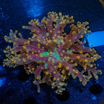Peach Branching Frogspawn - riptide aquaculture llc