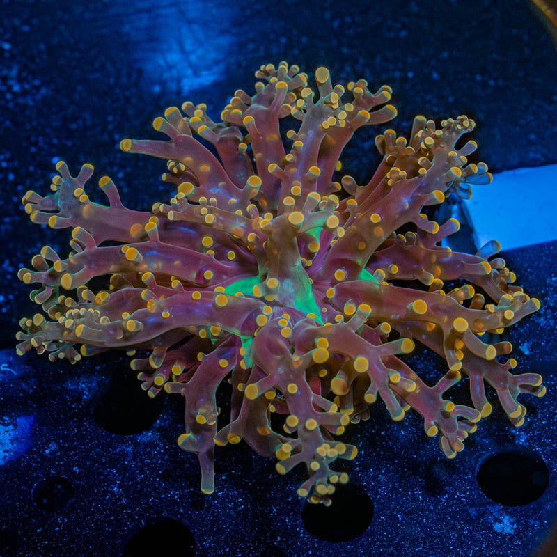 Peach Branching Frogspawn