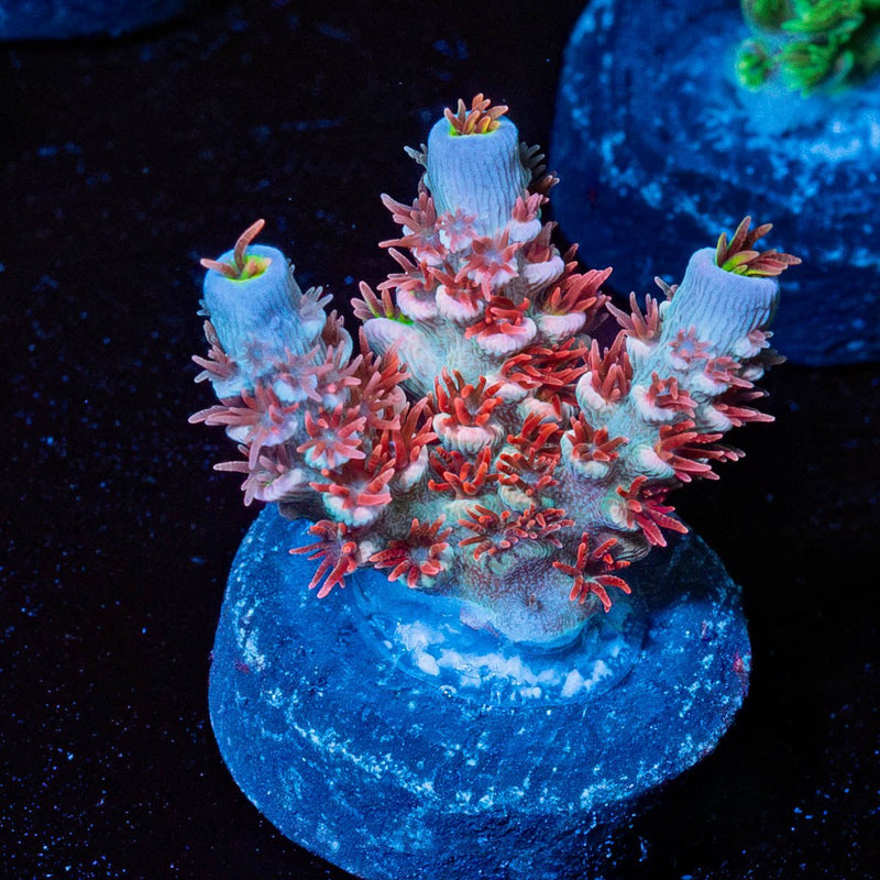 Cherry Bomb Tenuis