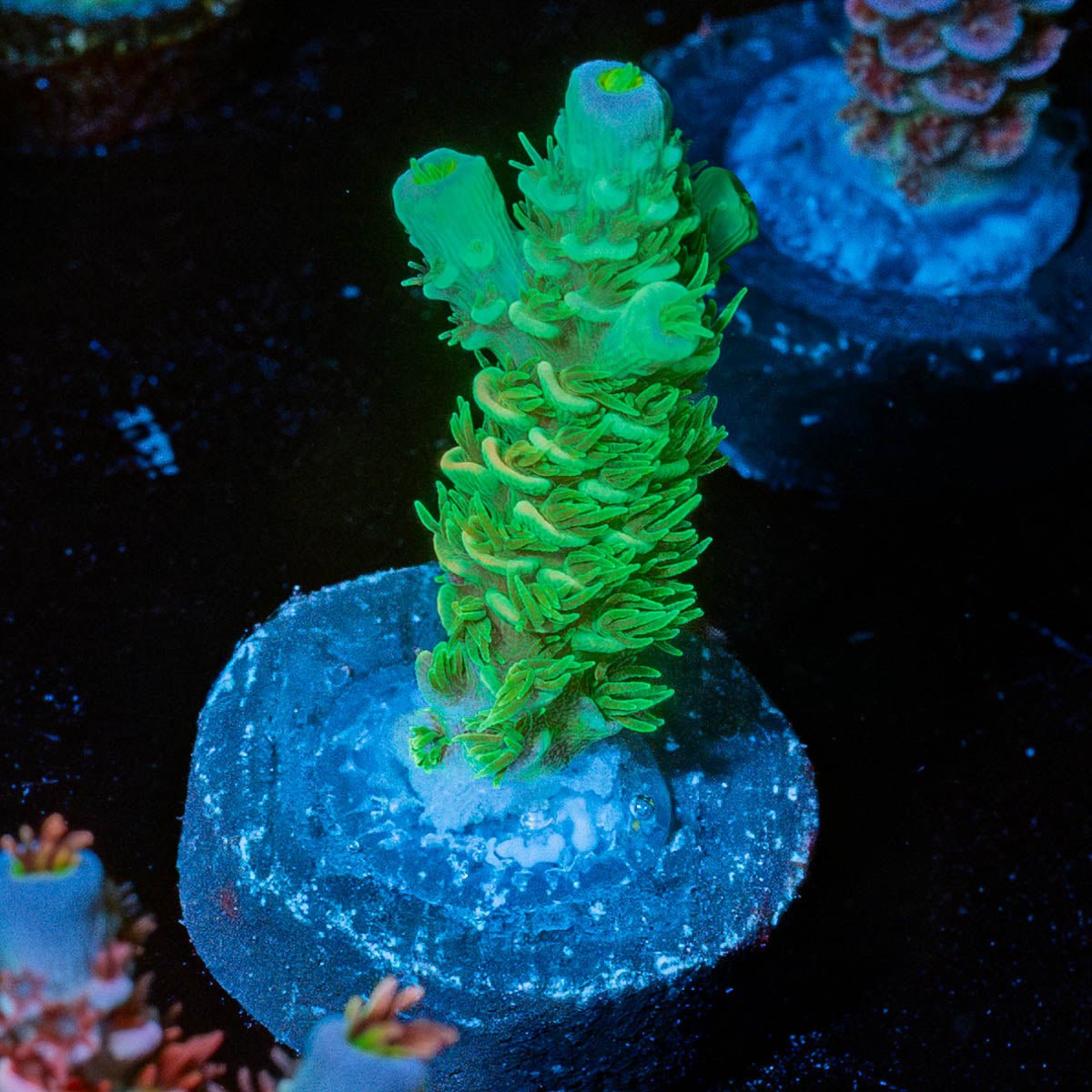 Domicile Disrupter Tenuis - riptide aquaculture llc