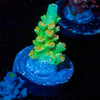 Orange Passion Tenuis - riptide aquaculture llc