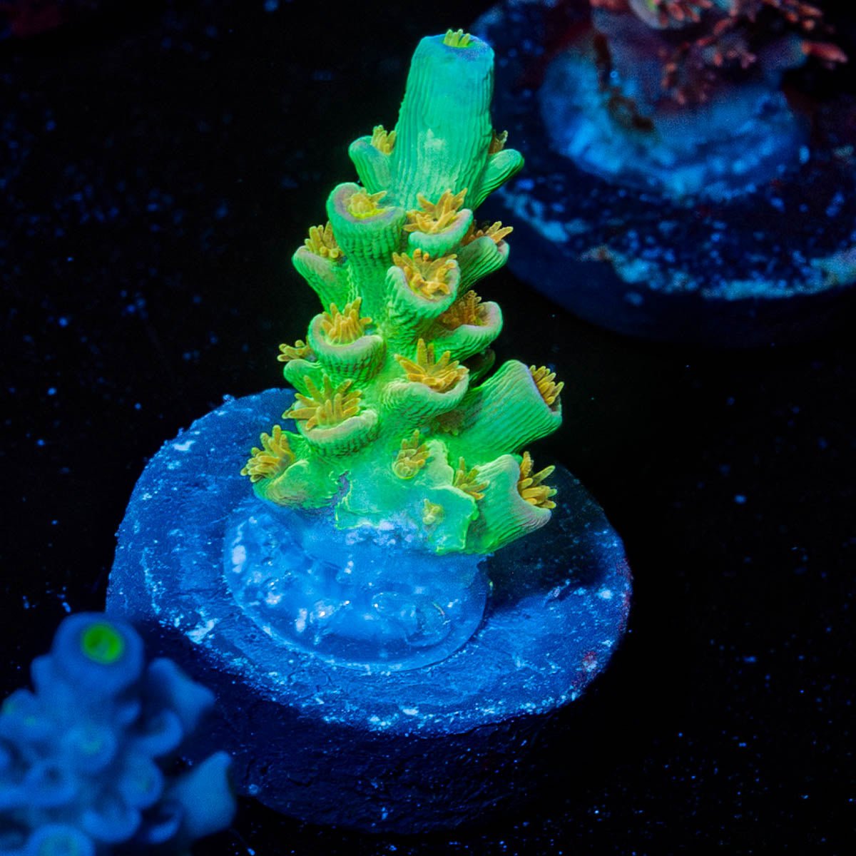 Orange Passion Tenuis - riptide aquaculture llc