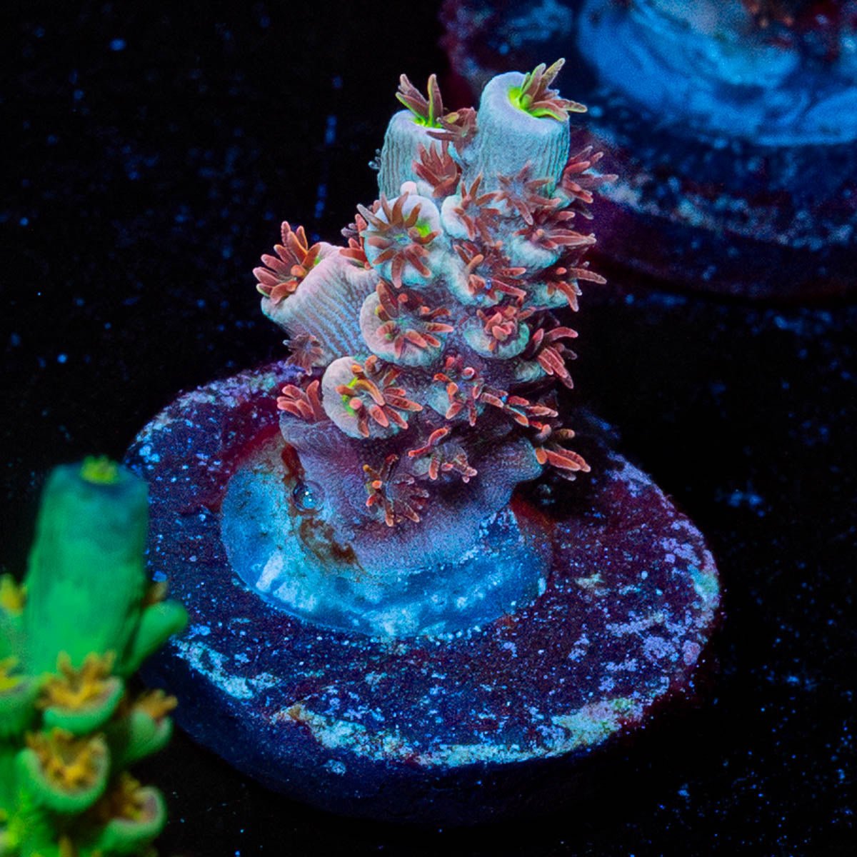 Globe Master Tenuis - riptide aquaculture llc