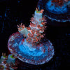 Globe Master Tenuis - riptide aquaculture llc
