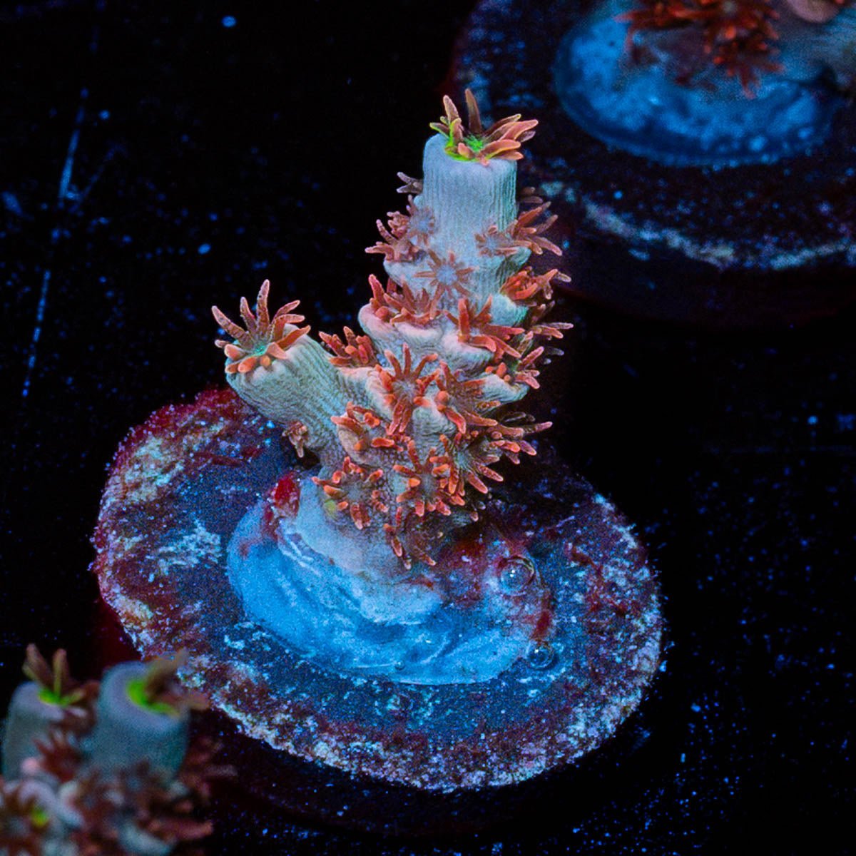 Globe Master Tenuis - riptide aquaculture llc