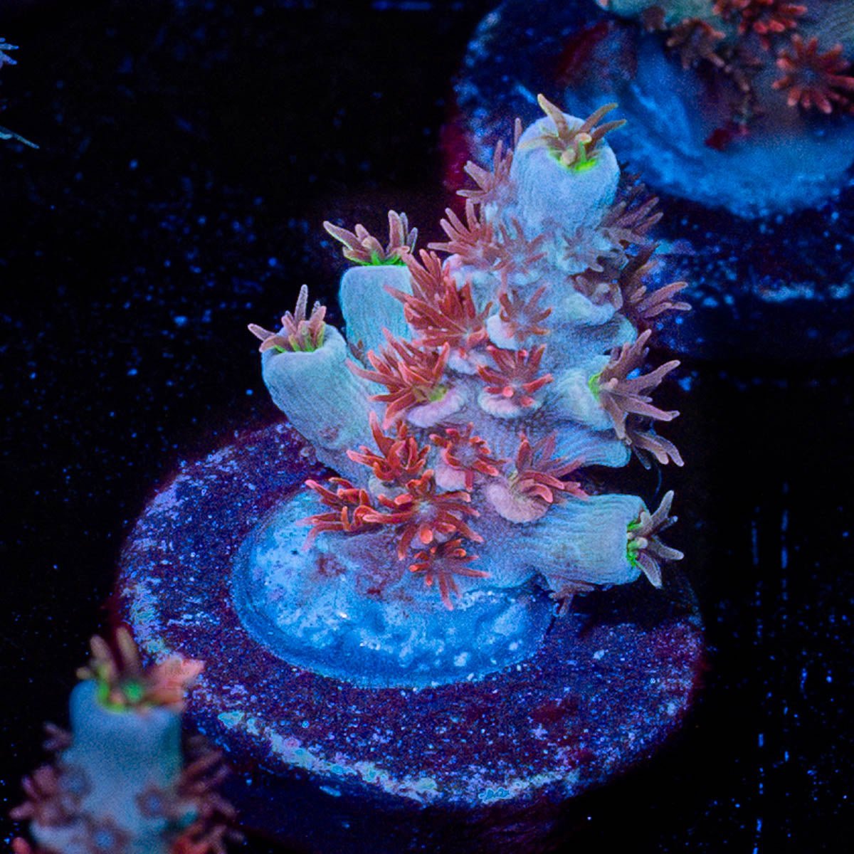 Cherry Bomb Tenuis - riptide aquaculture llc